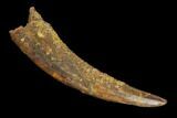 Large, Pterosaur (Siroccopteryx) Tooth - Morocco #127663-1